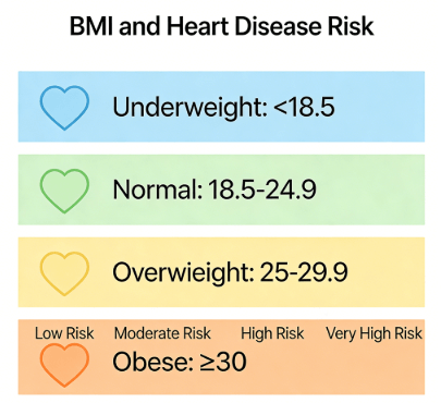 BMI Ranges and Heart Disease Risk Visual Guide