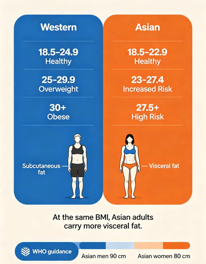 Asian vs Western BMI Cutoffs: Visceral Fat Comparison Asian BMI cutoffs lower than Western infographic: 23 vs 25, visceral fat difference, WHO ranges and waist limits.